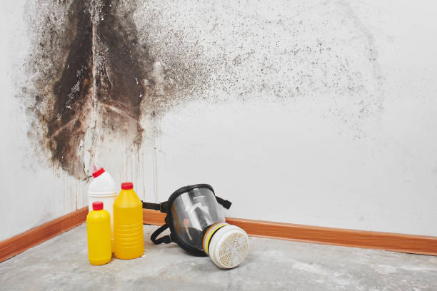Professional Mold Removal in San Anselmo, CA