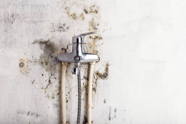 Best Emergency Mold Removal  in San Anselmo, CA