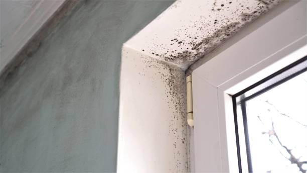 Best Fast Mold Removal  in San Anselmo, CA
