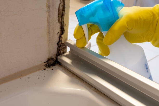 Best Residential Mold Removal  in San Anselmo, CA