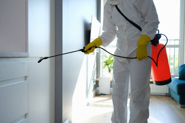 Best Attic Mold Removal  in San Anselmo, CA