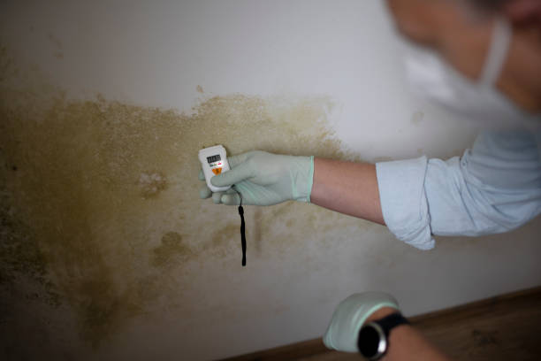 Best Residential Mold Removal  in San Anselmo, CA