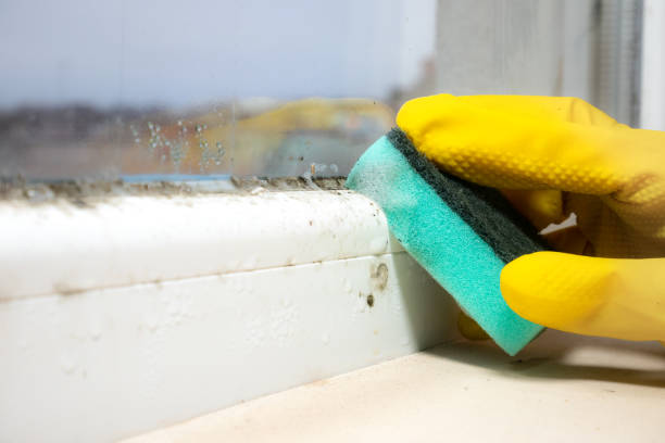Best Professional Mold Removal  in San Anselmo, CA