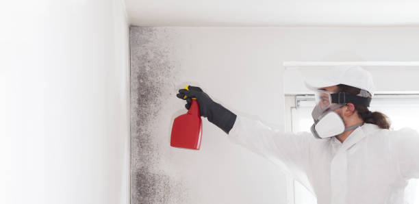 Best Emergency Mold Removal  in San Anselmo, CA