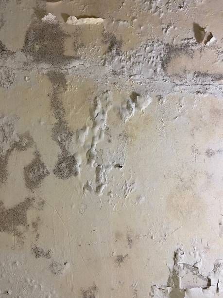 Mold Removal and Inspection in San Anselmo, CA