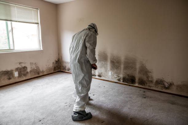 Best Crawl Space Mold Removal  in San Anselmo, CA