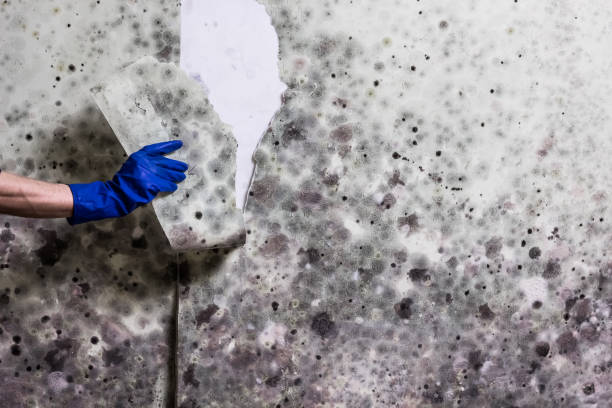 Best Emergency Mold Removal  in San Anselmo, CA