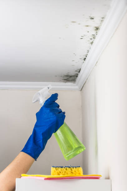 Best Affordable Mold Removal  in San Anselmo, CA