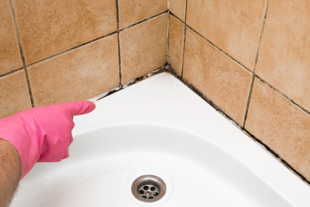 Best Mold Remediation  in San Anselmo, CA