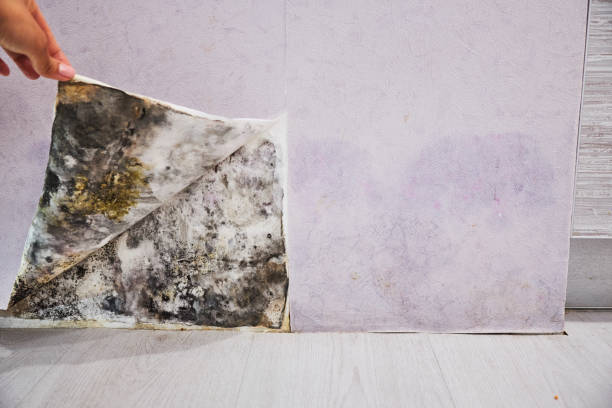 Best Mold Testing  in San Anselmo, CA